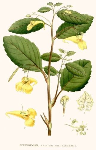 female Balsamime - Impatiens noli-tangere - недотрога обыкновенная